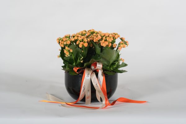 Orange kalanchoe in a black pot