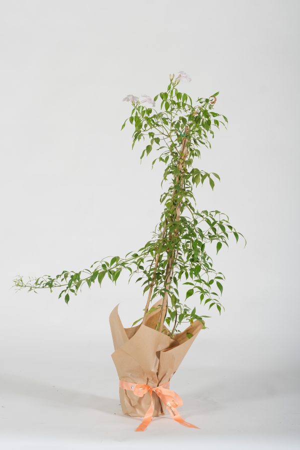Pandorea plant wrapped in kraft paper
