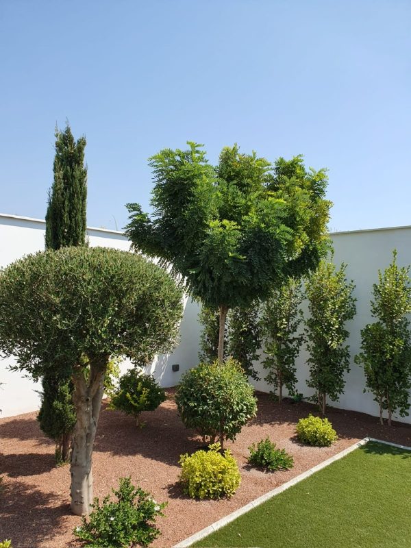 Landscaped garden with olive trees